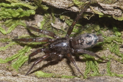 Scotophaeus pretiosus