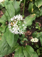 Allium ursinum