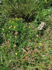 Potentilla erecta