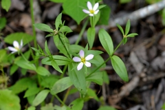 Sabatia calycina
