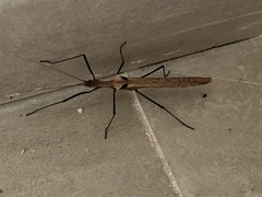 Pseudophasma phthisicum