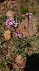 Valeriana tuberosa