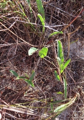 Euphorbia tuberosa