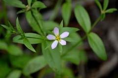 Sabatia calycina