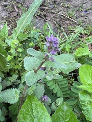 Salvia verticillata