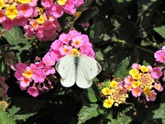 Pieris rapae