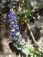Ajuga genevensis