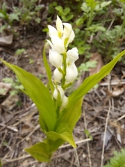 Cephalanthera erecta