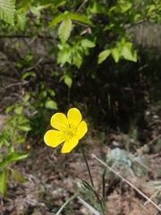 Ranunculus illyricus