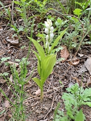 Cephalanthera erecta