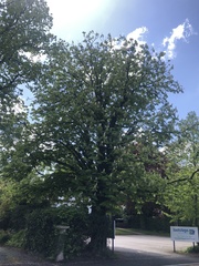 Aesculus hippocastanum