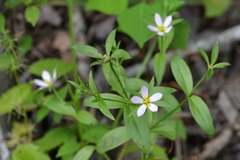 Sabatia calycina