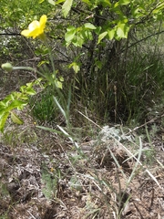 Ranunculus illyricus