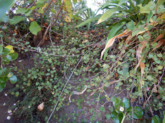 Muehlenbeckia australis