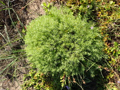 Helichrysum asperum glabrum