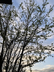Robinia pseudoacacia