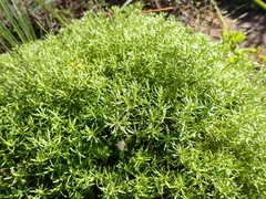 Helichrysum asperum glabrum