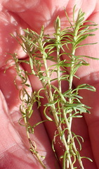 Helichrysum asperum glabrum