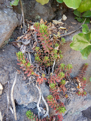 Sedum × rubrotinctum