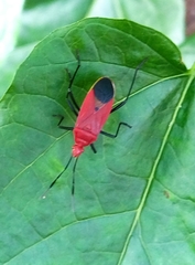 Dindymus rubiginosus