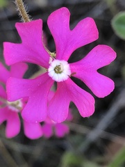 Silene scabriflora