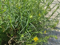 Senecio inaequidens