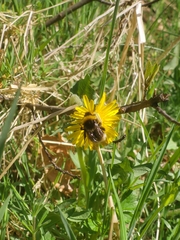 Bombus bohemicus