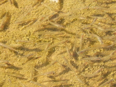 Cnesterodon decemmaculatus