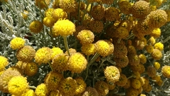 Santolina chamaecyparissus