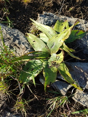 Ledebouria luteola