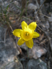 Narcissus assoanus