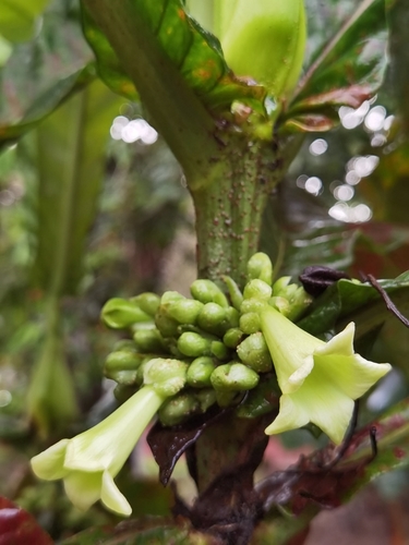 Pentagonia tinajita, photograph 3