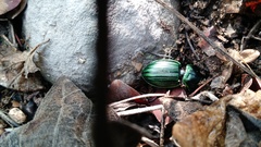 Pasimachus subangulatus