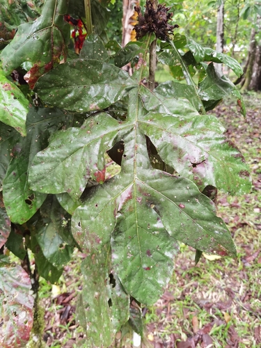 Pentagonia tinajita, photograph 4