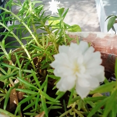 Portulaca grandiflora