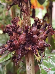 Pentagonia tinajita