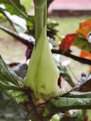 Pentagonia tinajita