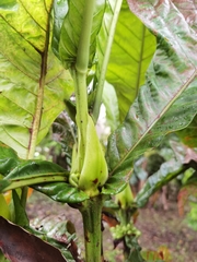 Pentagonia tinajita