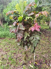 Pentagonia tinajita