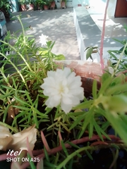 Portulaca grandiflora