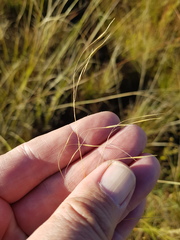 Aristida diffusa burkei