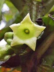 Pentagonia tinajita