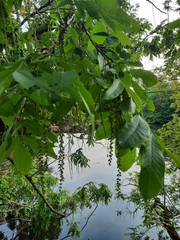Pterocarya fraxinifolia