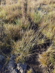 Aristida diffusa burkei