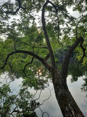 Pterocarya fraxinifolia
