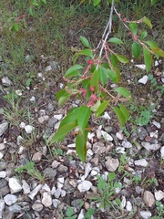 Prunus serotina