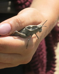 Dracotettix monstrosus