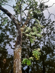 Pterocarya fraxinifolia