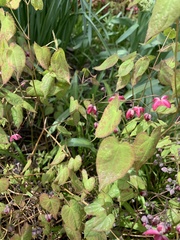 Epimedium × rubrum