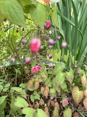 Epimedium × rubrum